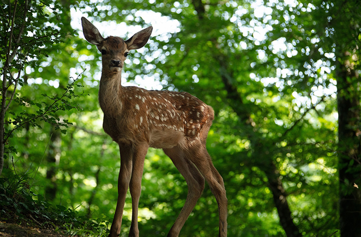 Bambi: Příběh života z lesů