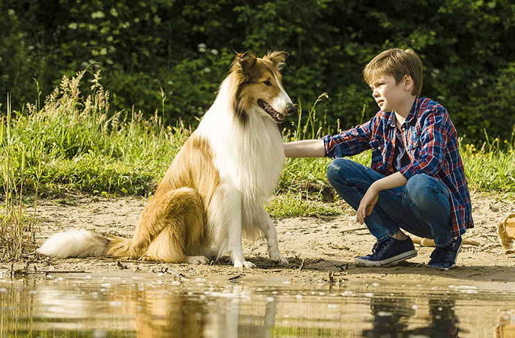 Pohádková výhra: Lassie: Nové dobrodružství